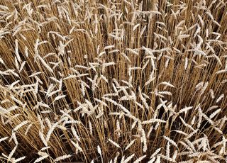 Sowing, cultivation and fertilization of winter wheat